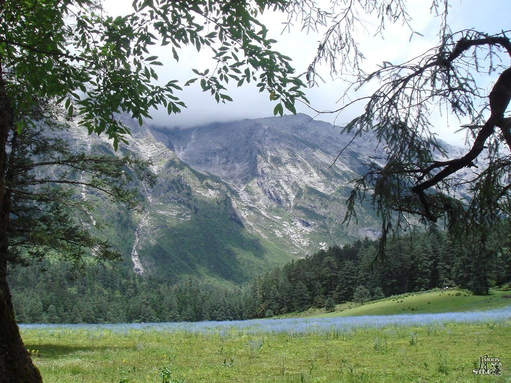 这是玉龙雪山半山腰处的云杉坪……